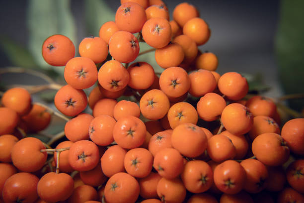 A vibrant, close-up shot of a dense cluster of bright orange-red rowan berries (Sorbus), also known as mountain ash berries. The berries fill the right side of the frame, showcasing their smooth texture. The left side features a soft, out-of-focus background (bokeh) of green foliage and bright sky, drawing the viewer's eye to the intense color and detail of the fruit. This image beautifully captures the rich colors of autumn and nature's bounty.