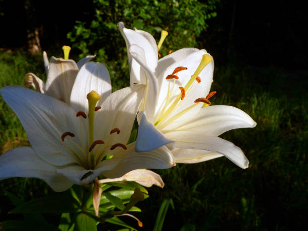 a white lily  flower on a green background
