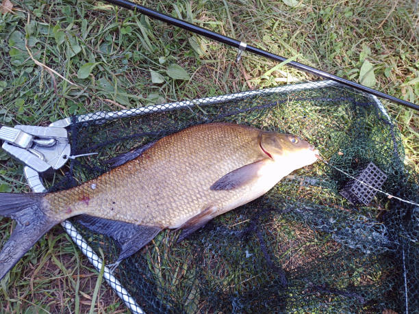 caught fish on a summer fishing trip