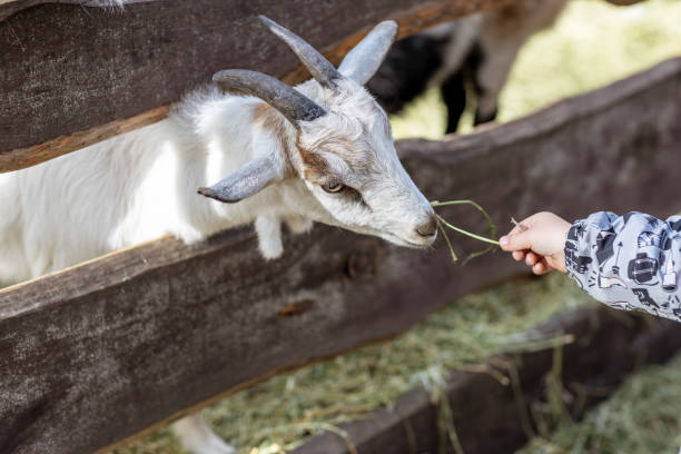 istock Feeding a goat grass from a child's hand 2178233730