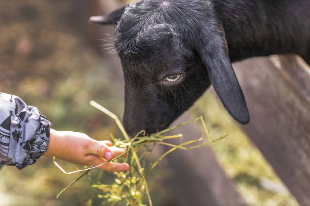A black baby goat eats grass from a child's hands. Horizontal close-up picture