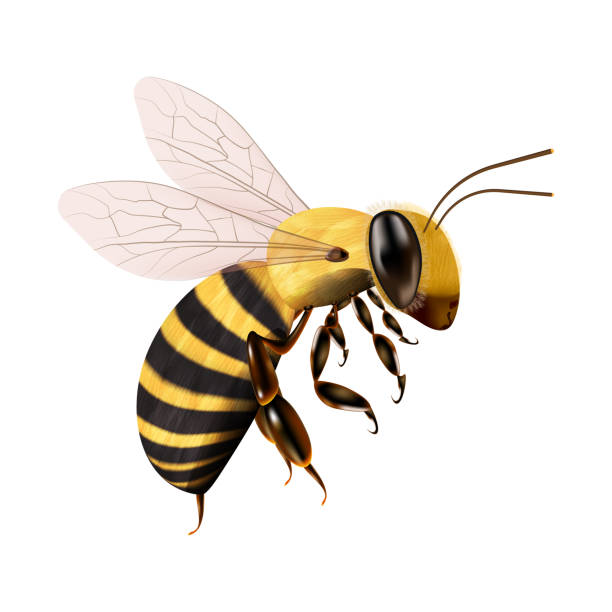 istock Honey Bee Icon Close Up Isolated on White Background. Realistic Queen Honey Bee Design Template. 2178234959