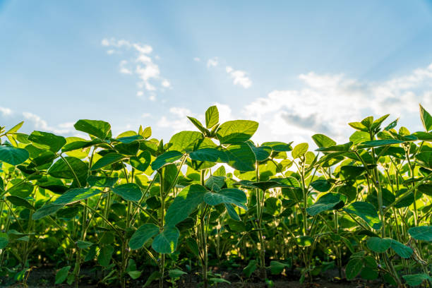 istock Lush young soybean plants thrive in a fertile field, bathed in sunlight against a backdrop of expansive blue sky and fluffy clouds, highlighting a perfect growing season 2178235814