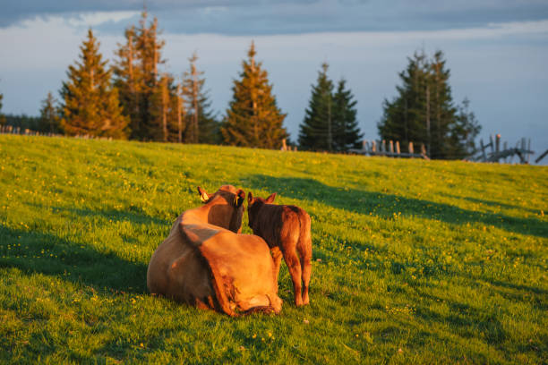 Momma Cow and Calf Sharing a Nuzzle at Sunset