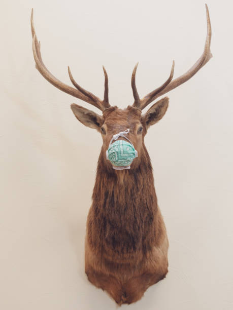 istock Taxidermy Dear Wearing Protective Face Mask 2178236085