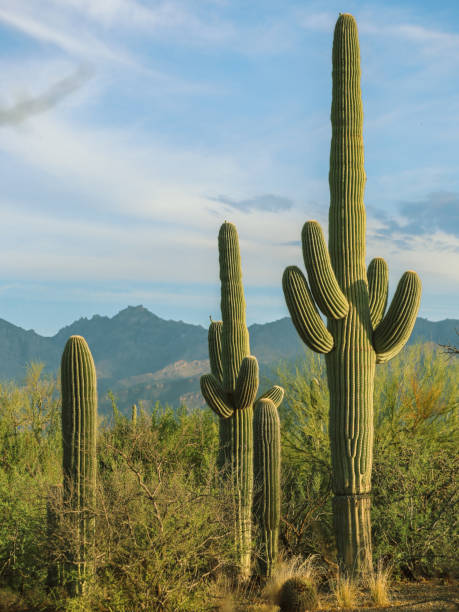 istock Cactus Composition in the Desert, Saguaro National Monument, Tucson, Arizona 2178236501