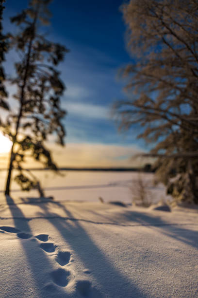 A beautiful and serene winter scene features a snowcovered ground, tall trees, and soft, warm sunlight shining through