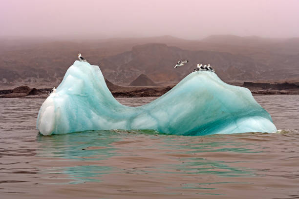 Kittiwakes Resting on Ice Off of a High Arctic Shore at Besselsbreen, Barents Islands in the Svalbard Islands