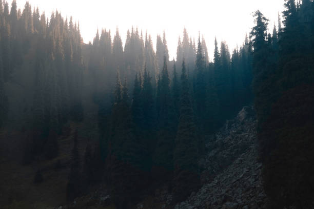 Dark spruce forest on the mountain slopes at sunset