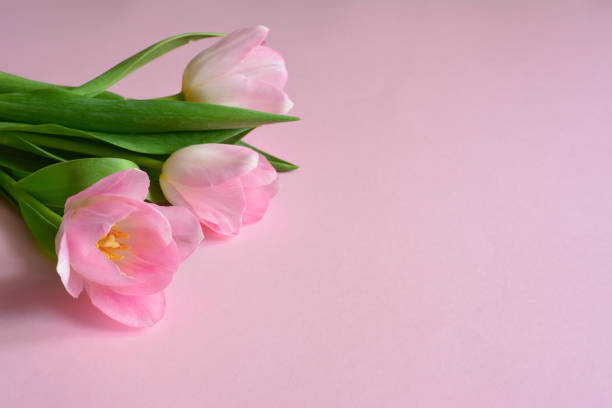 istock a pink and white tulip is laying on a pink surface copy space 2178239561