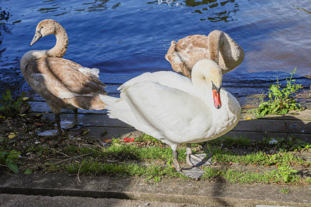 istock White swan with two young individuals by the river Avon, Bristol, England. 2178241162