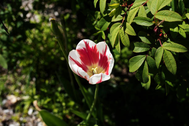pink and white tulip blossom