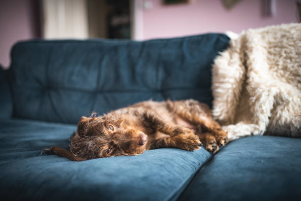 istock Tired little dog laying resting on the bed. 2178241756