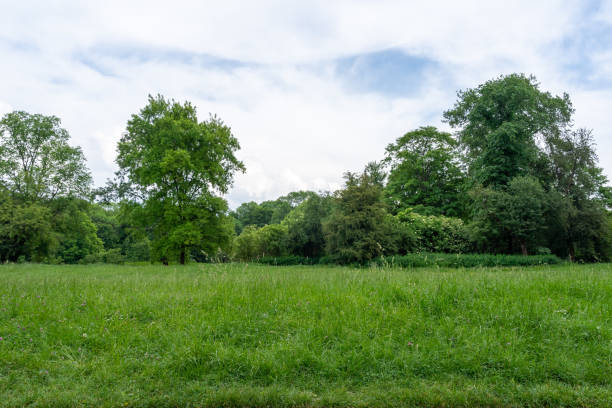 Spring Meadow Texture Background, Green Spring Landscape with Copy Space, Idyllic Meadow Banner, Springtime Pattern, Summer Park Panorama Mockup, Blurred Background