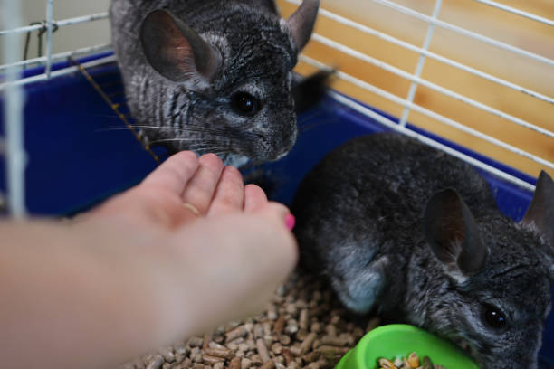 istock People care for and play with chinchillas. 2178243487