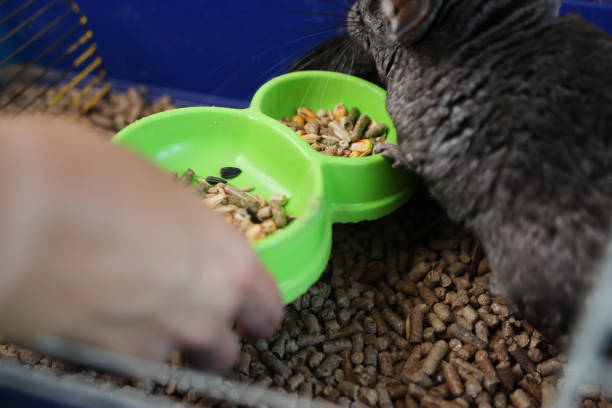 istock People care for and play with chinchillas. 2178243684