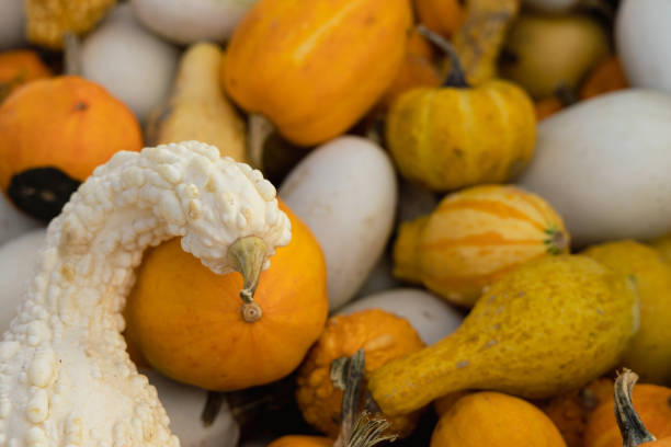 A bunch of pumpkins and squash are piled together. The white pumpkin is the largest and is in the middle of the pile