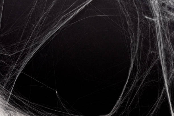 close up spider's web on black color background with copy space for add content or design on display and card invitation for halloween night party design concept concept