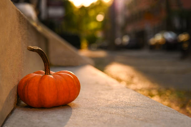 Halloween concept showing an anonymous person wearing a dark leather jacket with fur for a costume is holding up a large orange pumpkin in front of their face in a spooky forest in the fall.