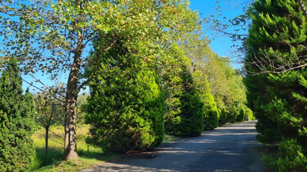 istock Large green trees in a botanical garden 2178244850