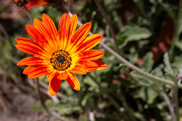 istock Dimorphotheca sinuata in the nature, Madeira 2178245056