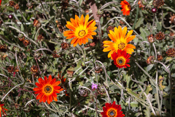 istock Dimorphotheca sinuata in the nature, Madeira 2178245067