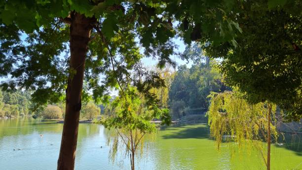istock Trees on the shore of a blue lake, clear sky visible 2178245310