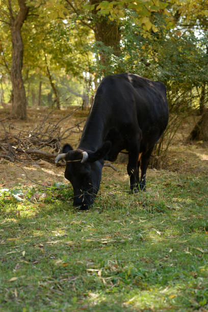 istock A cow is pasturing in the grove.Cattle ranches, rural life 2178245355
