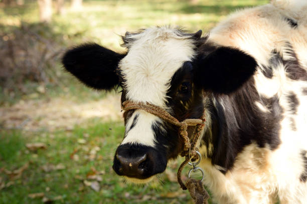 Cow Portrait