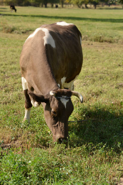 A cow is pasturing in the grove. Cattle ranches, rural life