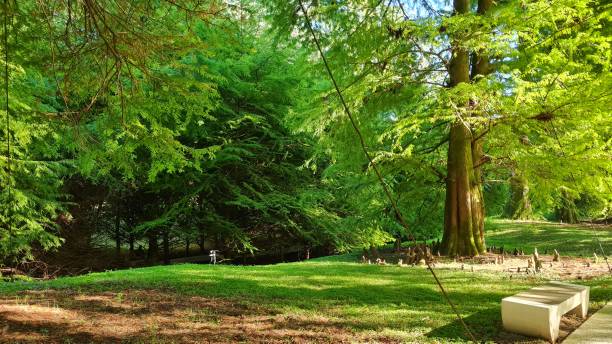 istock Large green trees in a botanical garden 2178245419