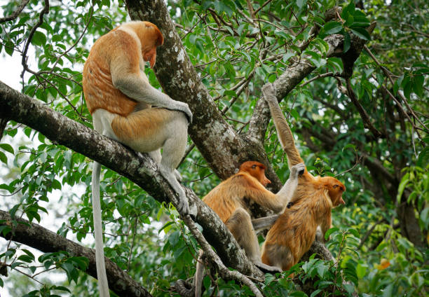 istock Proboscis Long-nosed Monkey Nasalis larvatus is arboreal monkey with large nose endemic to Borneo , reddish-brown skin color and a long tail, lives in mangrove forests, jumping and sitting 2178246041