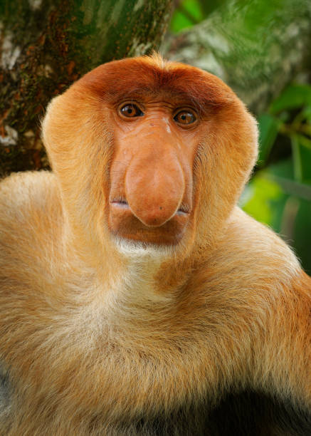 istock Proboscis Long-nosed Monkey Nasalis larvatus is arboreal monkey with large nose endemic to Borneo , reddish-brown skin color and a long tail, lives in mangrove forests, jumping and sitting 2178246096