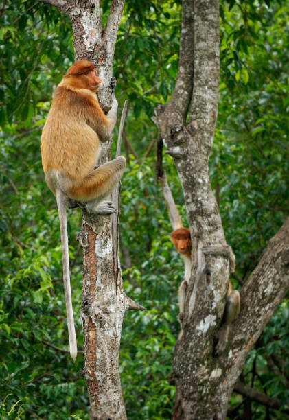 istock Proboscis Long-nosed Monkey Nasalis larvatus is arboreal monkey with large nose endemic to Borneo , reddish-brown skin color and a long tail, lives in mangrove forests, jumping and sitting 2178246111
