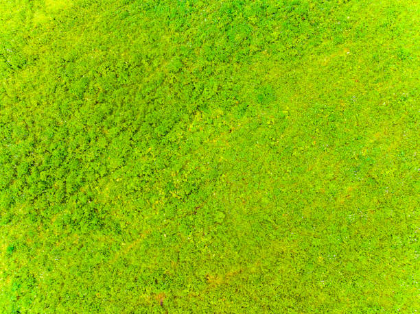 istock Grassland,Ili,Xinjiang,China,Asia. 2178246114