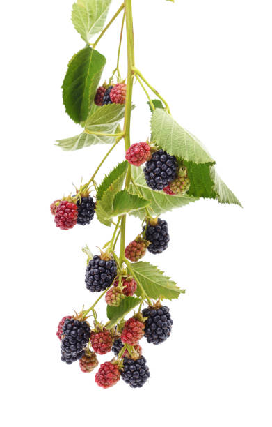 istock Branch of blackberry. 2178246522