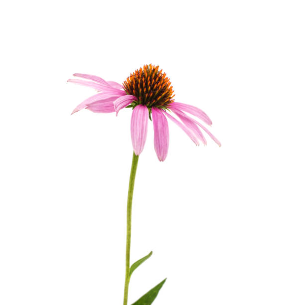 istock One flower of echinacea. 2178246906