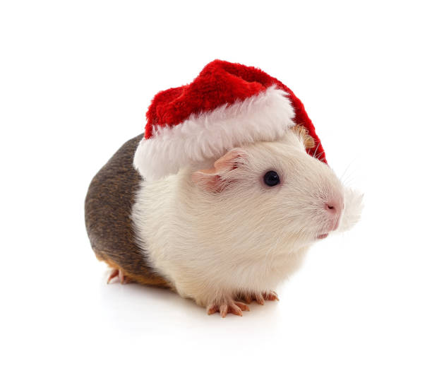 istock Guinea pig in a christmas hat. 2178246908