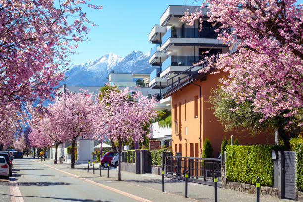 istock Blooming cherry trees in Ascona town, Switzerland 2178246977