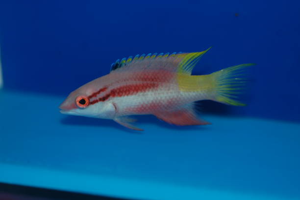 istock Cuban Hogfish, Spotfin Hogfish - Bodianus pulchellus 2178247264