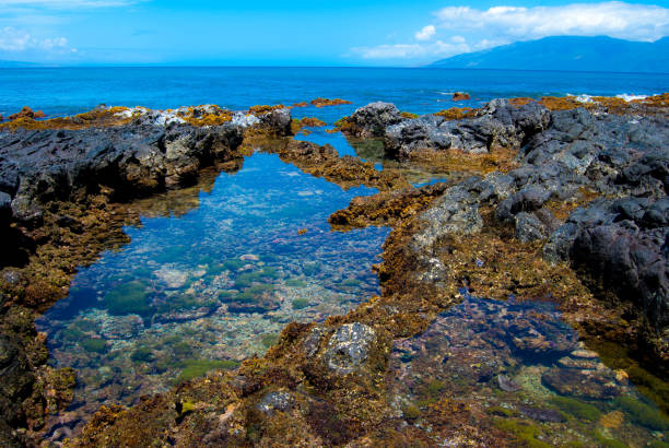 istock Tide Pools in Lava Shoreline, Maui, Hawaii 2178247797