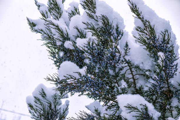 Winter background.