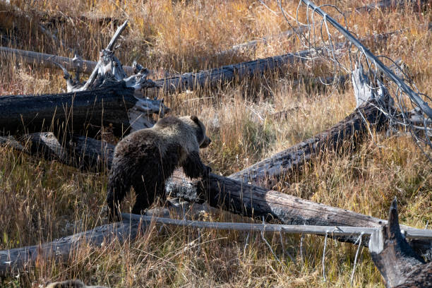 istock Grizzly bear walking on logs in burned forest 2178248052