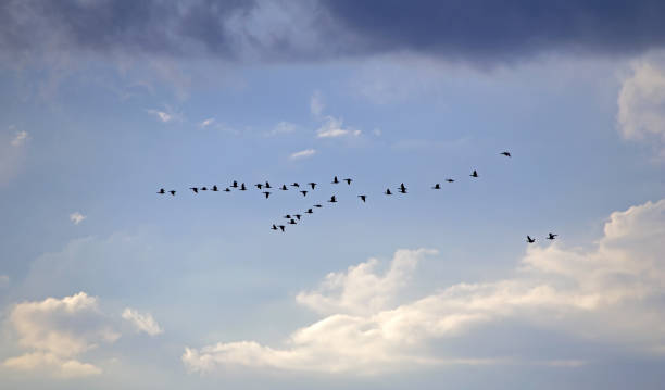 istock A flock of geese flies through the cloudy sky. 2178248069