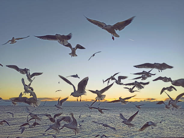 istock Seagulls in flight over sea at sunsrise time in Odessa 2178248272