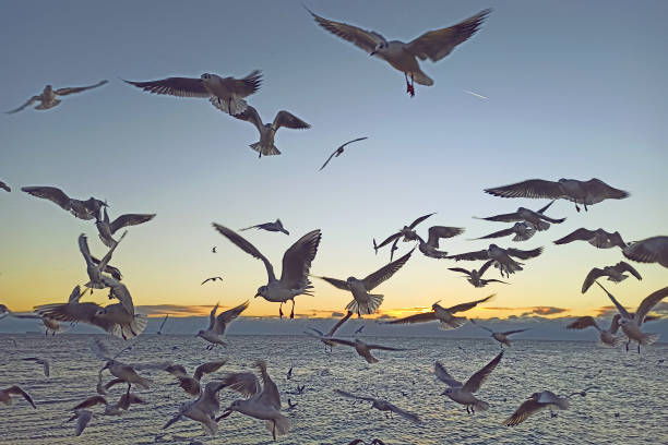 istock Seagulls in flight over sea at sunsrise time in Odessa 2178248276
