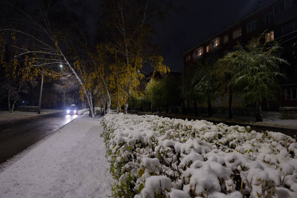 Novokuznetsk, Russia. View of the yellow birch trees on the snow-covered alleys of the night city in early autumn.