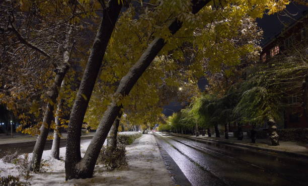 Novokuznetsk, Russia. View of the yellow birch trees on the snow-covered alleys of the night city in early autumn.