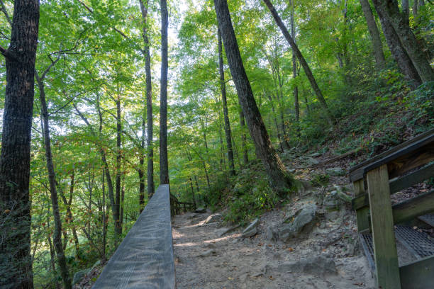istock wooden bridge in the forest 2178248890