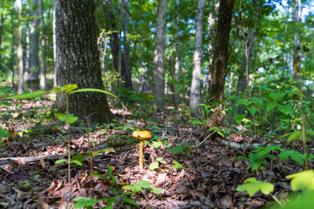yellow wild mushroom in the forest